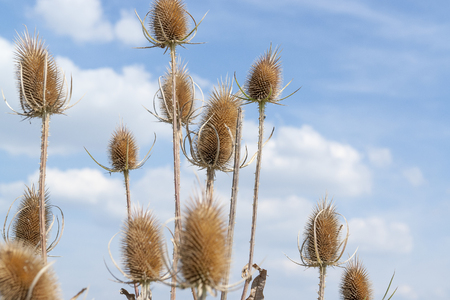 sunny scenery with sky and dry teasel flower headsの写真素材