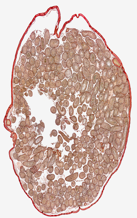 microscopic detail showing a cross section of a testicle from a rat