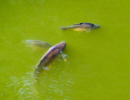high angle shot of some common carps in green water ambianceの写真素材