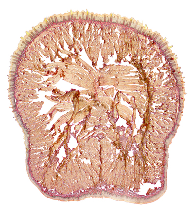 microscopic cross section showing the tongue of a ratの写真素材