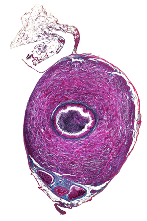 micrography of the cross section of a ductus deferens from a ratの写真素材