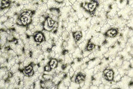 full frame micrography showing the cell structure of a Bryophyllum plant