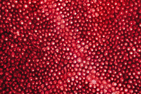 full frame abstract microscopic shot showing the cellular structure of a red rose petalの写真素材