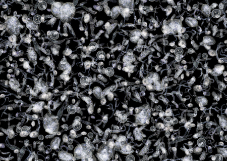 micrography showing lots of various translucent freshwater microorganisms in dark back