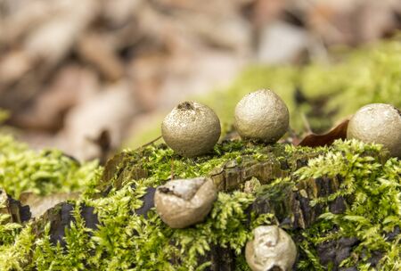 low angle shot of some puffball fungi in mossy ambianceの写真素材