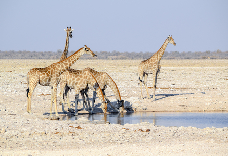 sunny savannah scenery including a group of giraffes at a waterhole in Namibia, Africaの写真素材