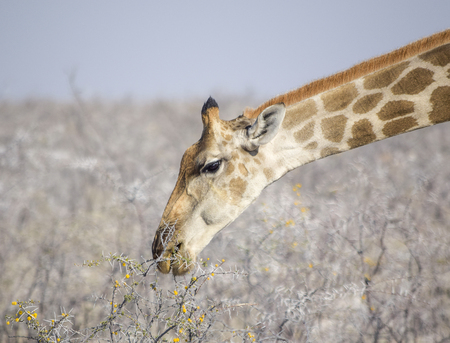 giraffe portrait seen in Namibia, Africaの写真素材
