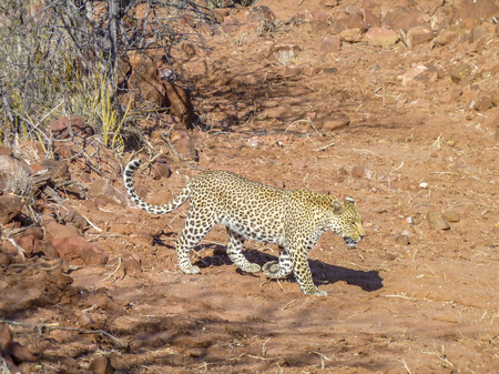 sunny scenery including a leopard walking on red ground in Namibiaの写真素材