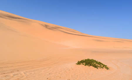 Namib desert scenery with lonely plant around the Sossusvlei area in Namibia, Africaの写真素材