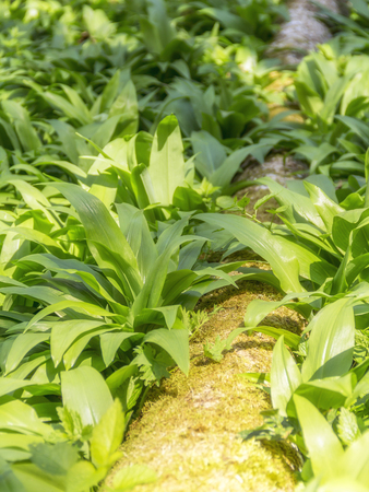 tree trunk surrounded by sunny illuminated dense bear leek vegetation closeup