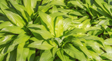 sunny illuminated dense bear leek vegetation closeup