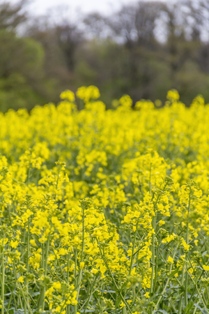 detail shot showing a yellow flowering field of rapeseed at spring time in rural ambianceの写真素材