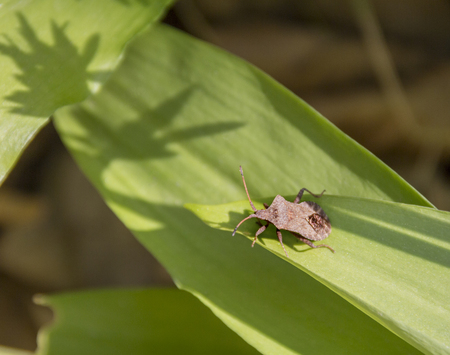 shield bug on ramsons leaf in sunny ambiance