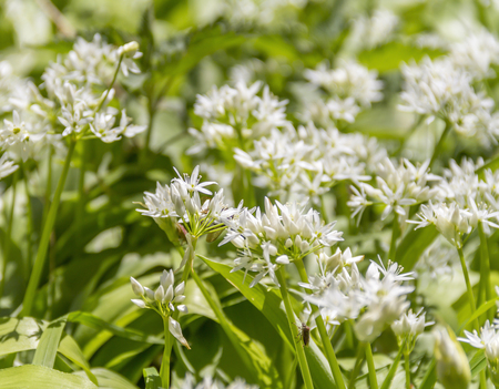 ramsons blosoms with some insects closeupの写真素材