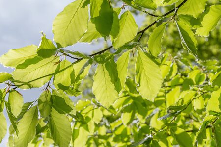 sunny illuminated green foliage at spring time