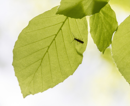 sunny illuminated green leaf with small beetle at spring timeの写真素材