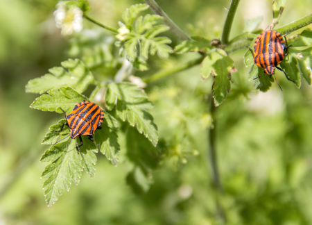 Two Italian striped bugs in natural green ambiance at spring time