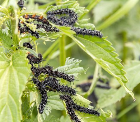 somw peacock butterfly caterpillars on stinging nettle leavesの写真素材