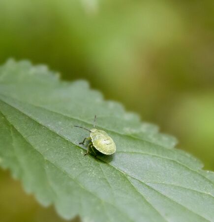 nymph of a green shield bug on plant leaf