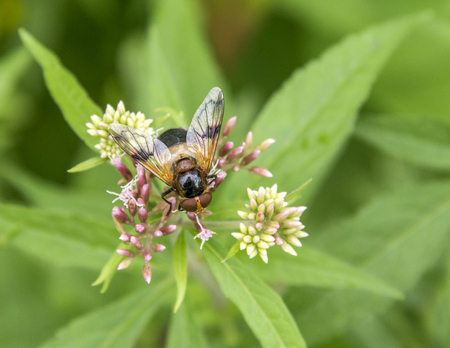 hoverfly named Pellucid Fly resting on a flower head in natural baclの写真素材