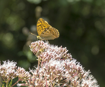 Silver-washed fritillary butterfly on flower head in natural ambiance