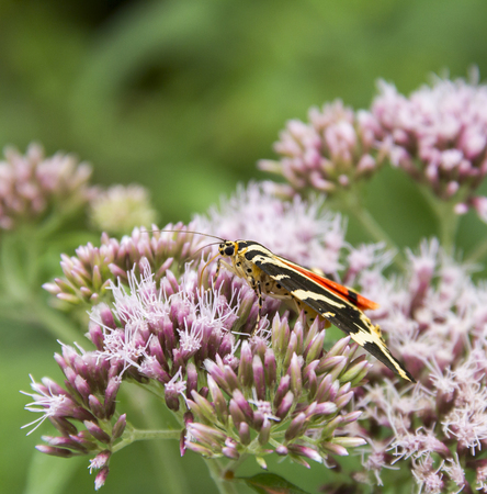 jersey tiger butterfly on flower head in green blurry ambiance