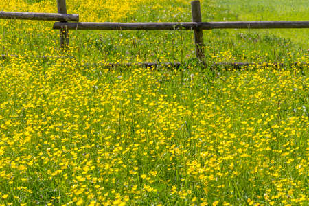 sunny rural scenery around a meadow at spring timeの写真素材
