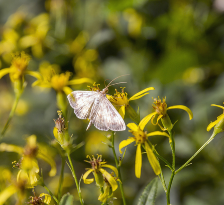 small filigree butterfly on yellow flower in natural ambiance