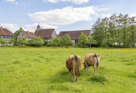 two cows on a green meadow near a small idyllic villageの写真素材