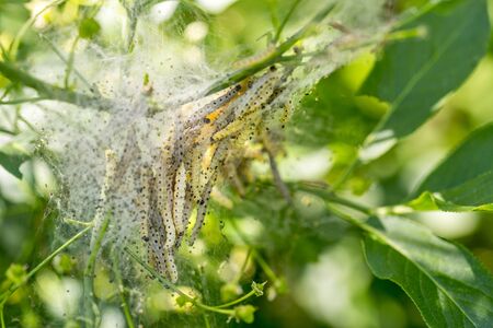 detail of a plant covered with ermine moth web with caterpillars at spring time