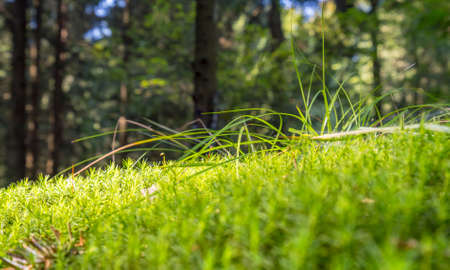 sunny illuminated low angle forest scenery with moss and ground cover vegetationの写真素材