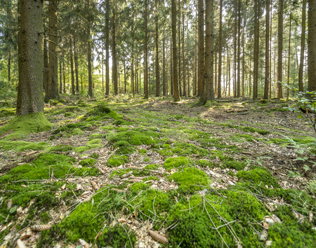 sunny illuminated idyllic forest scenery with mossy ground cover vegetation at late summer timeの写真素材