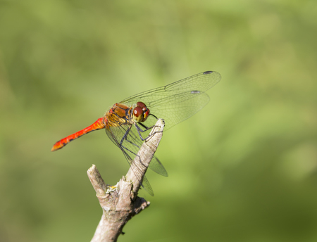 sunny illuminated resting red dragonfly in green blurry ambianceの写真素材