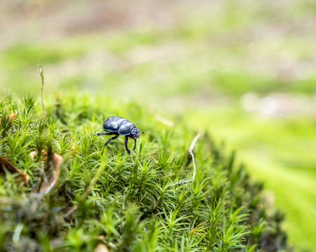 dung beetle in mossy ambiance