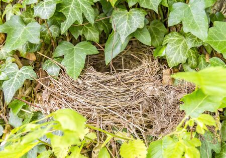 Birds nest closeup surrounded by green leaves