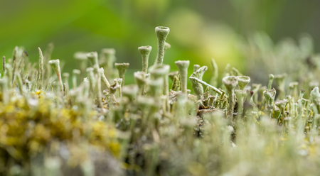low angle macro shot showing a dense cup lichen vegetationの写真素材