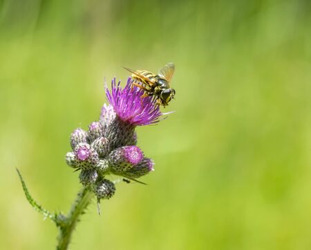 a hoverfly on violet thistle flower in green blurry backの写真素材