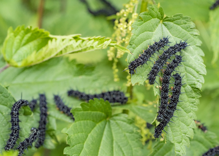 caterpillars of a european peacock butterfly in green nettle ambianceの写真素材