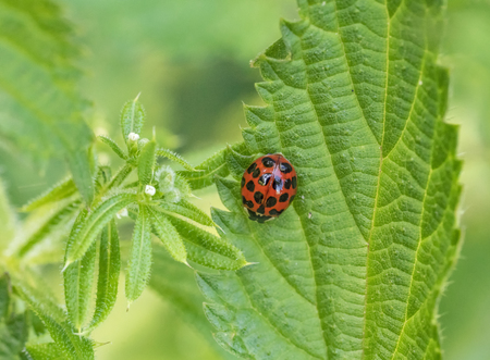 outdoor shot showing a red ladybug on green leafの写真素材