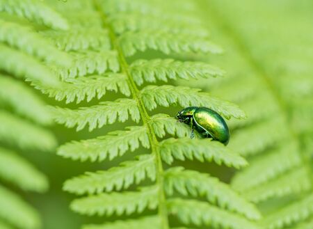 iridescent flower chafer on green fern frondの写真素材