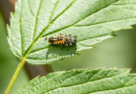 larva of a Ladybug on green leaf in sunny ambianceの写真素材
