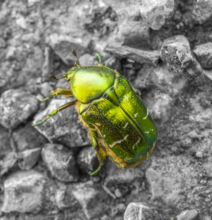iridescent flower chafer on stony ground