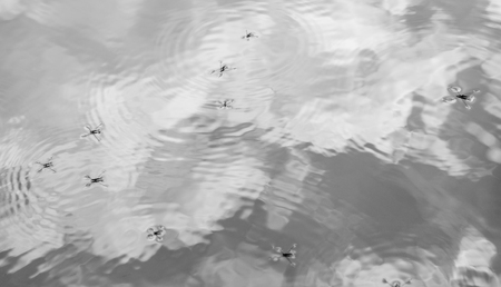 reflective water surface with water skippers