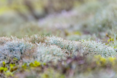 Deer lichen seen near sand dunes in the dutch province of Zeelandの写真素材