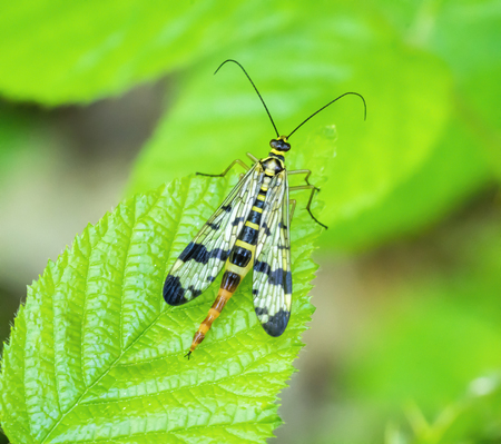 female scorpionfly on green leafの写真素材