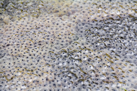 fresh frog spawn closeup at early spring time