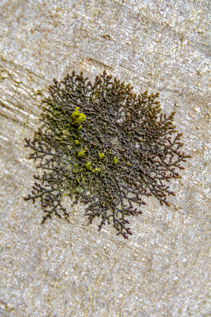 macro shot showing some moss on bark ground
