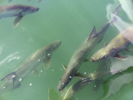 high angle shot of some tarpons swimming in the water seen near Belize in Central Americaの写真素材