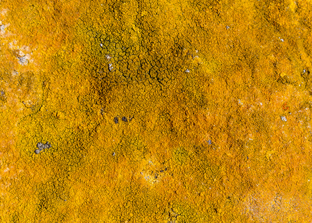 full frame background showing dense orange lichen vegetation