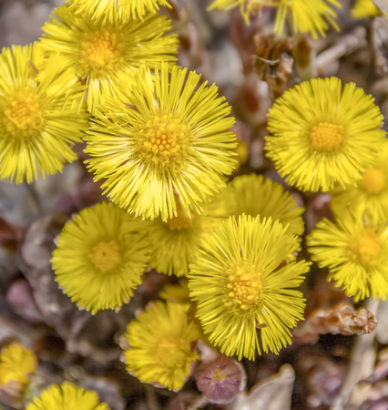 high angle shot of some yellow coltsfoot flower heads in natural ambianceの写真素材